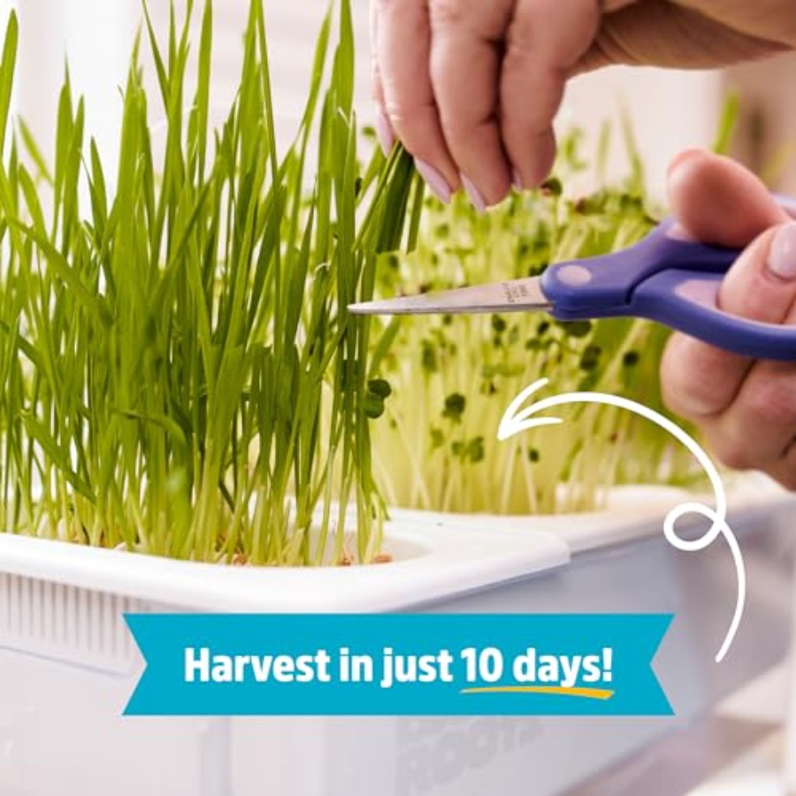 Indoor aquaponic garden: 3-gal – Self-Watering Planter Bewertung und Preis