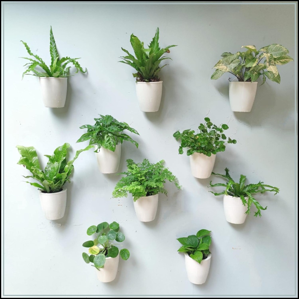 10-Pack Self-Watering Wall Pla – Self-Watering Planter Bewertung und Preis